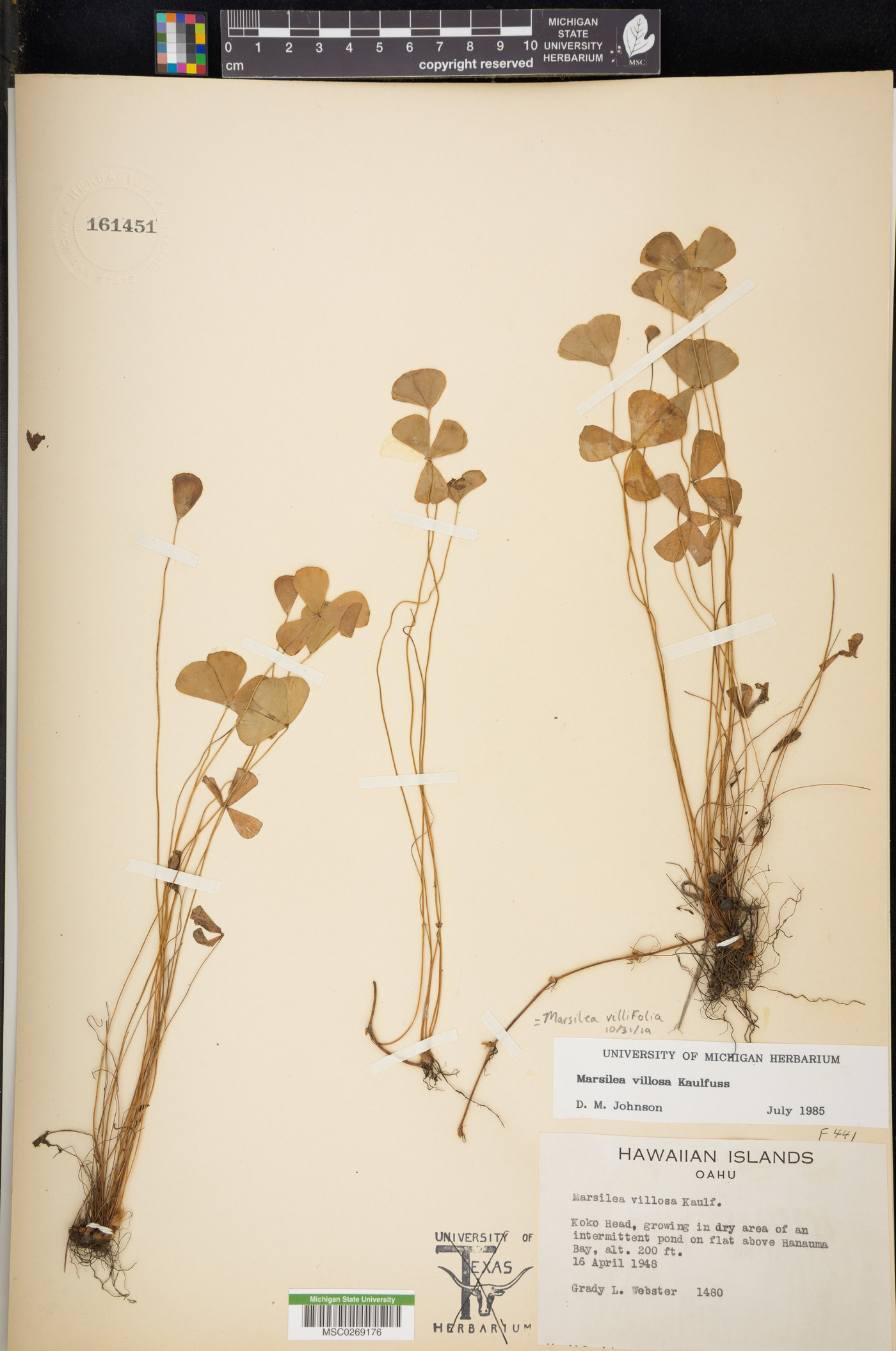 Marsilea villifolia image