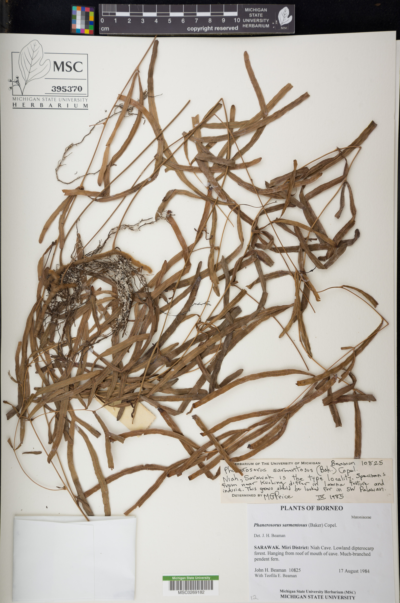 Phanerosorus image