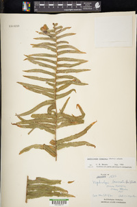 Nephrolepis biserrata image