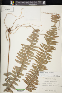 Nephrolepis exaltata image