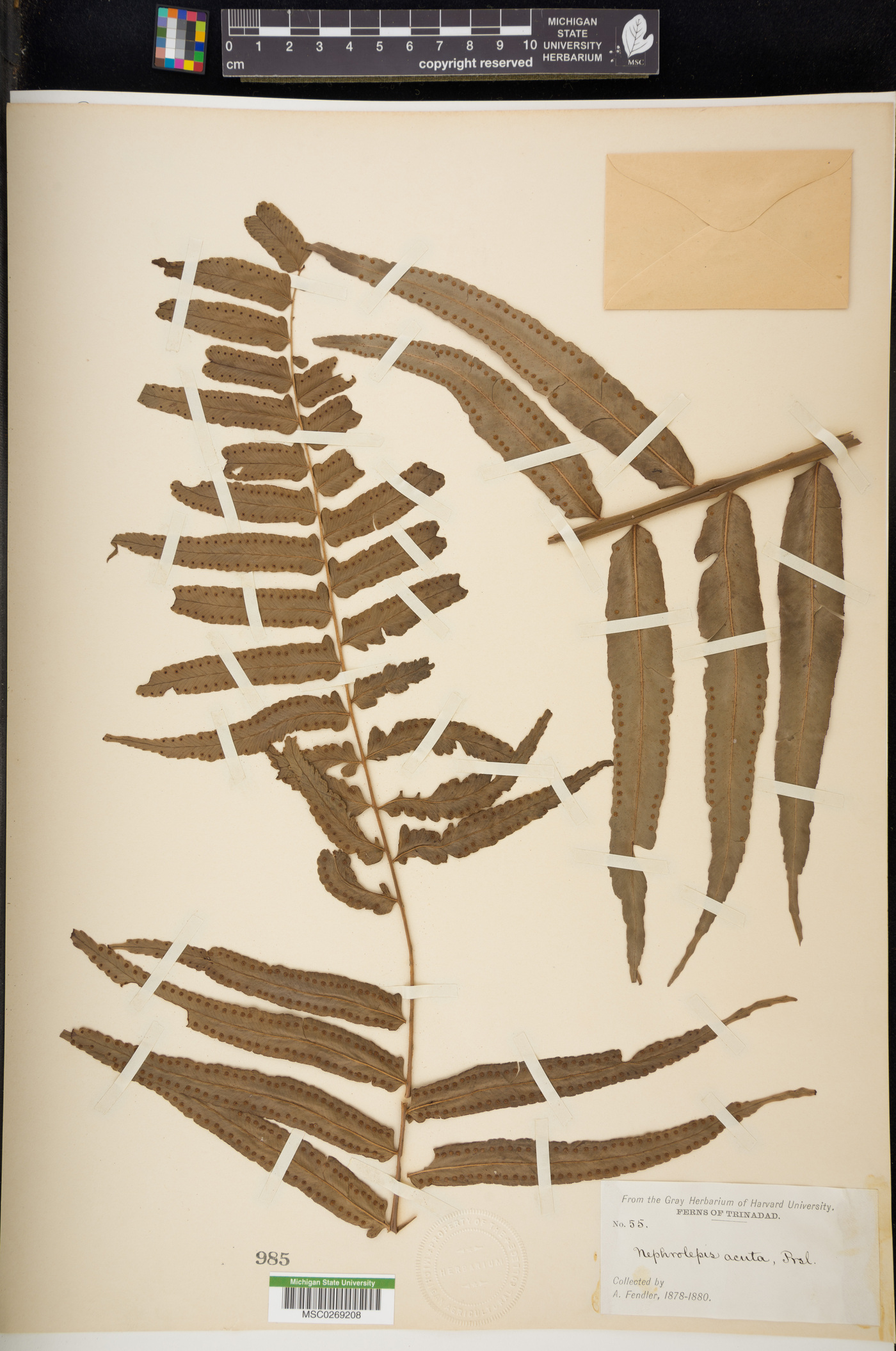 Nephrolepis acuta image