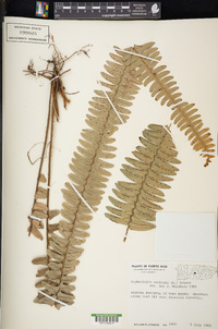 Nephrolepis exaltata image