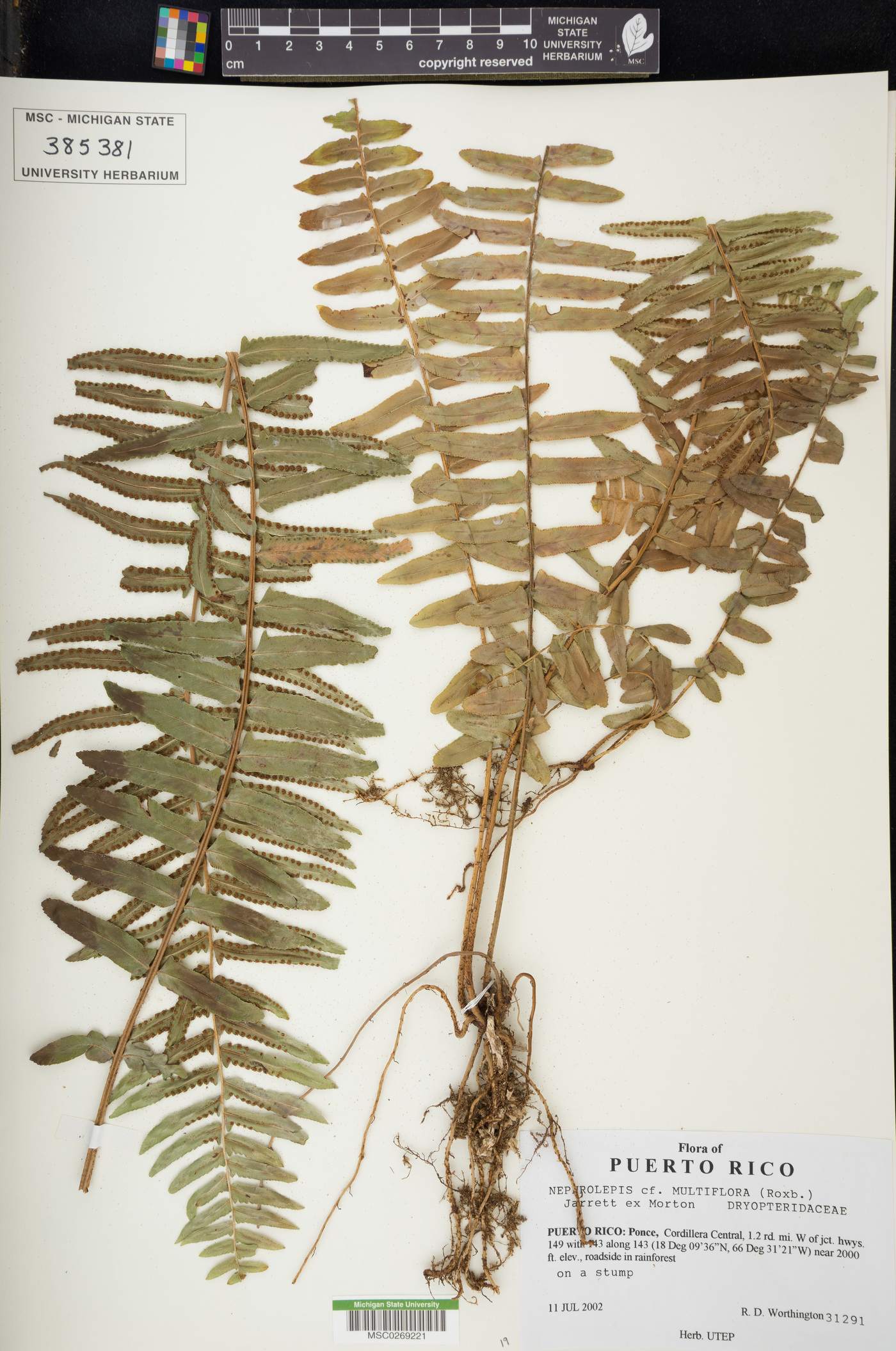 Nephrolepis multiflora image