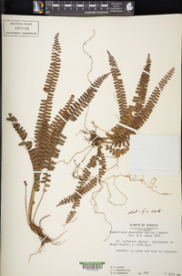 Nephrolepis pectinata image