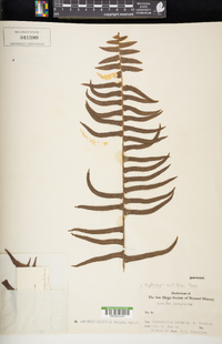 Nephrolepis acutifolia image