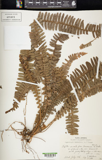 Nephrolepis cordifolia image