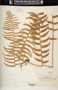 Nephrolepis biserrata image