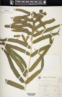 Nephrolepis biserrata image