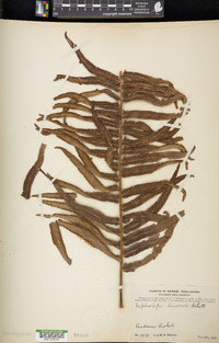 Nephrolepis biserrata image