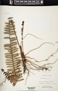 Nephrolepis cordifolia image