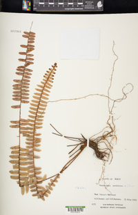 Nephrolepis cordifolia image
