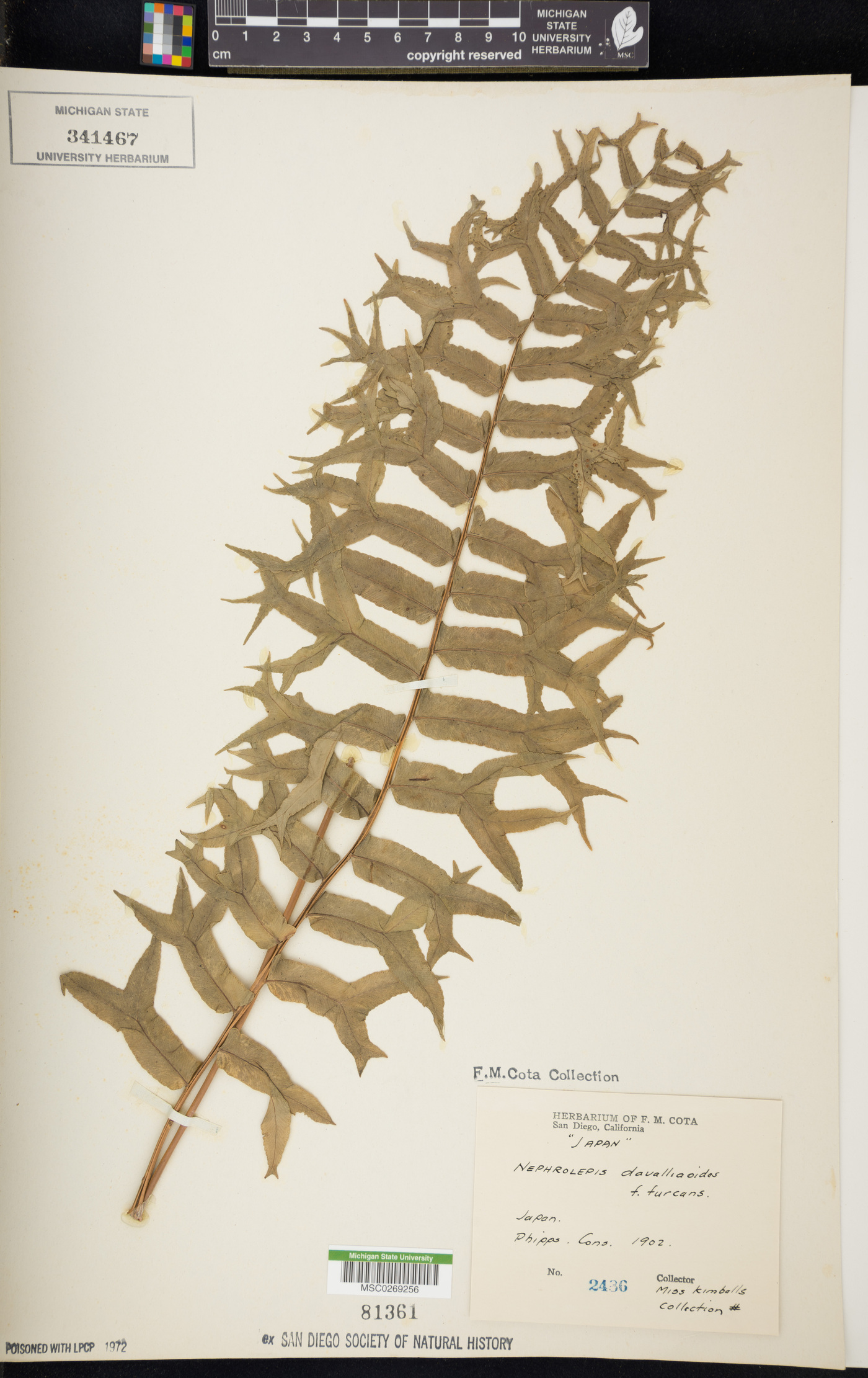 Nephrolepis davallioides image