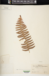 Nephrolepis exaltata image