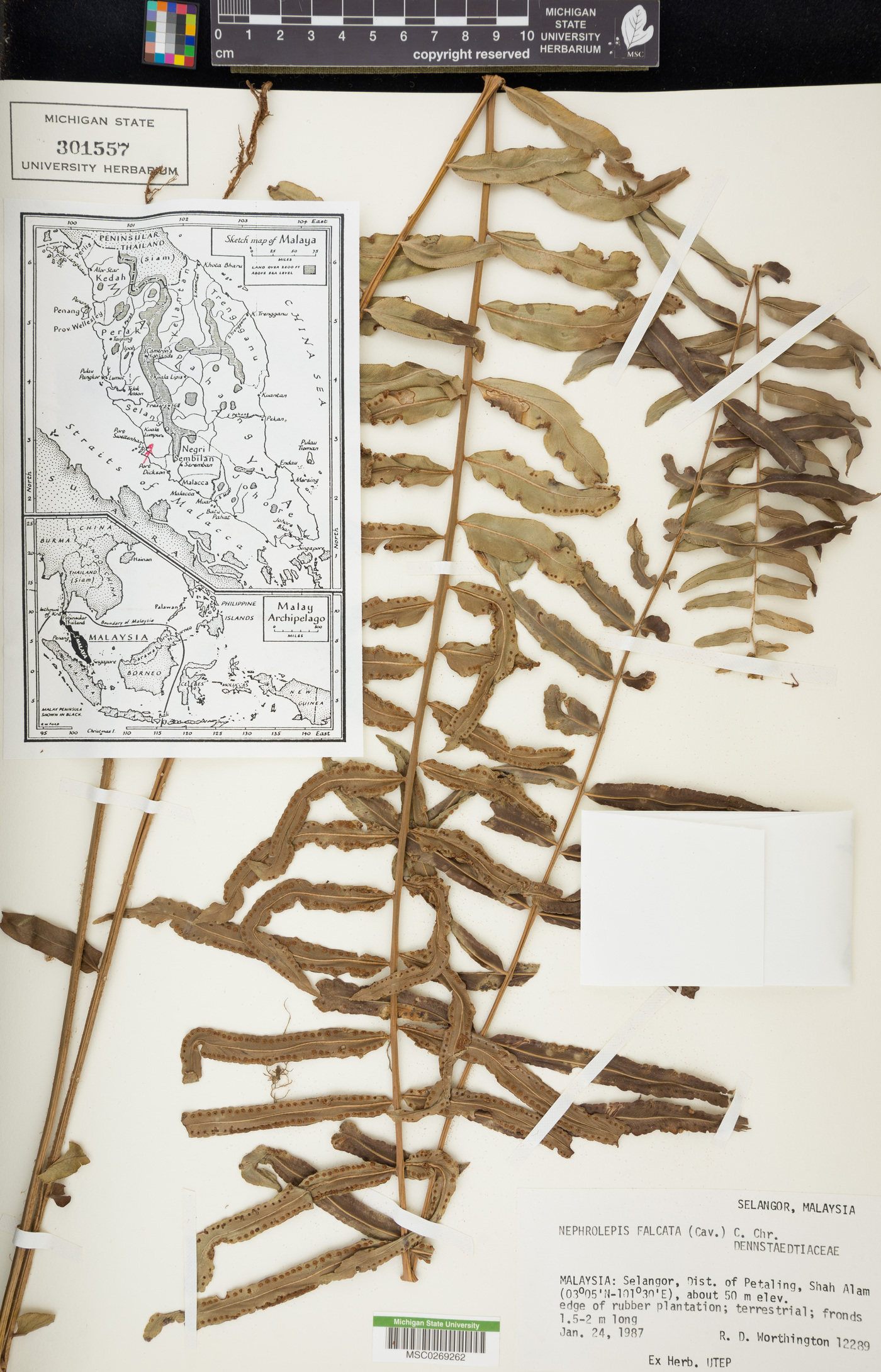 Nephrolepis falcata image