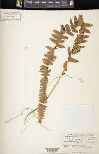 Nephrolepis undulata image