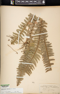 Nephrolepis exaltata image