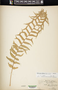 Nephrolepis falcata image