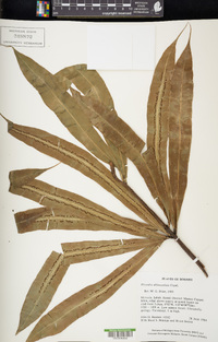 Oleandra neriiformis image