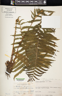 Matteuccia struthiopteris image