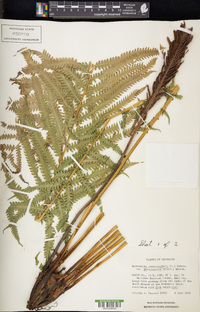 Matteuccia struthiopteris image