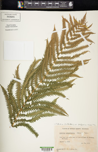 Matteuccia struthiopteris image