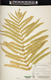 Matteuccia struthiopteris image