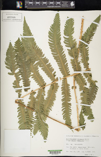 Onoclea orientalis image