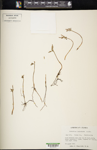 Botrychium lanceolatum image