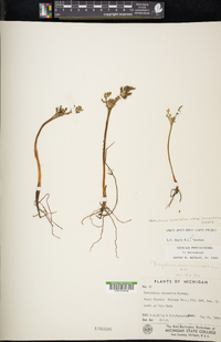 Botrychium lanceolatum subsp. lanceolatum image