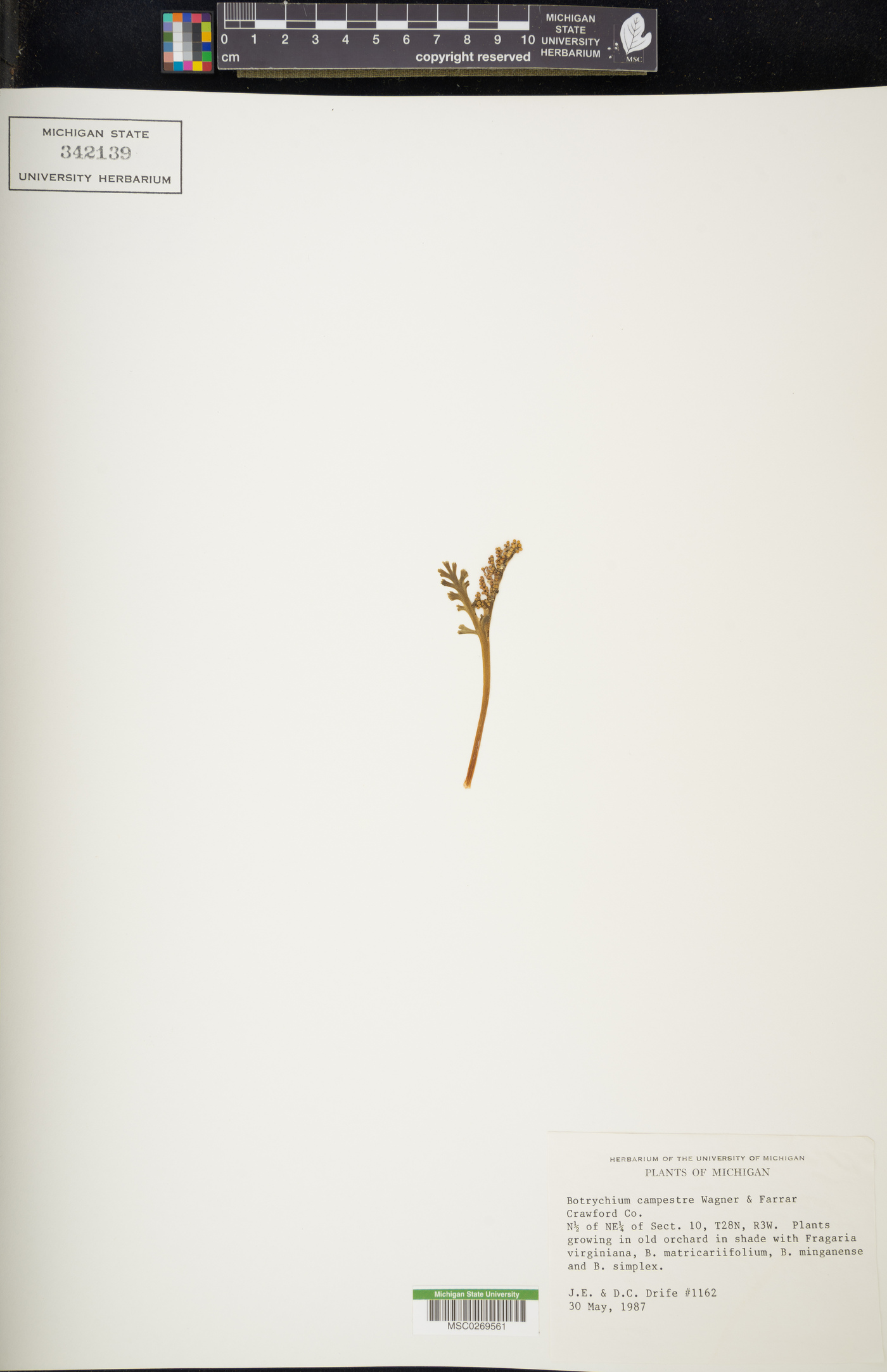 Botrychium campestre image