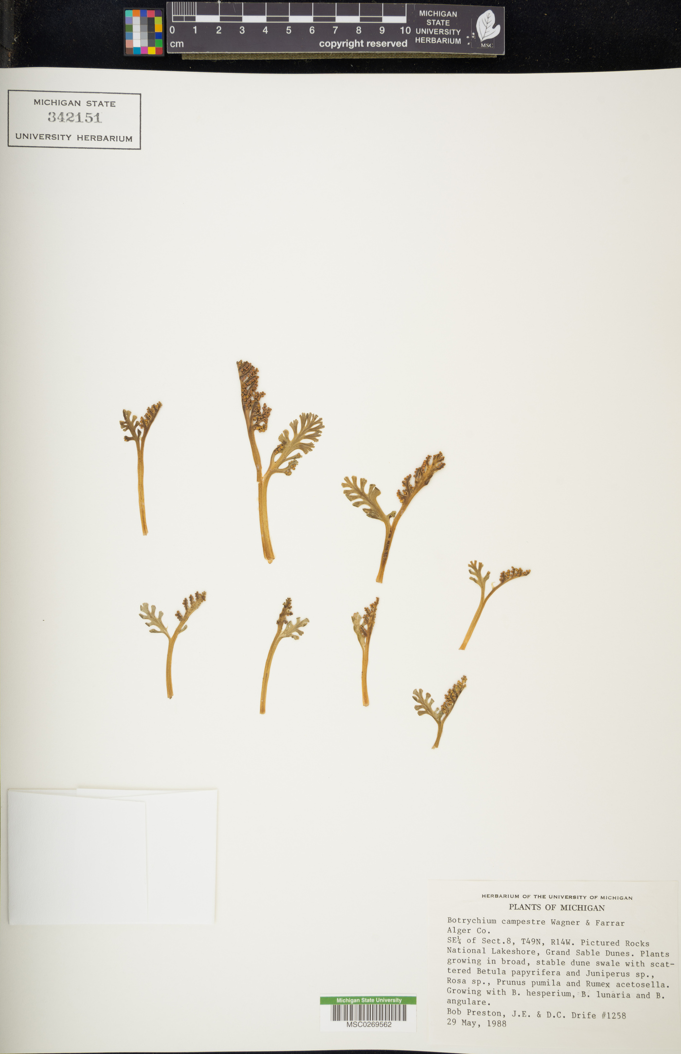 Botrychium campestre image
