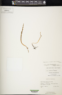 Botrychium simplex subsp. simplex image