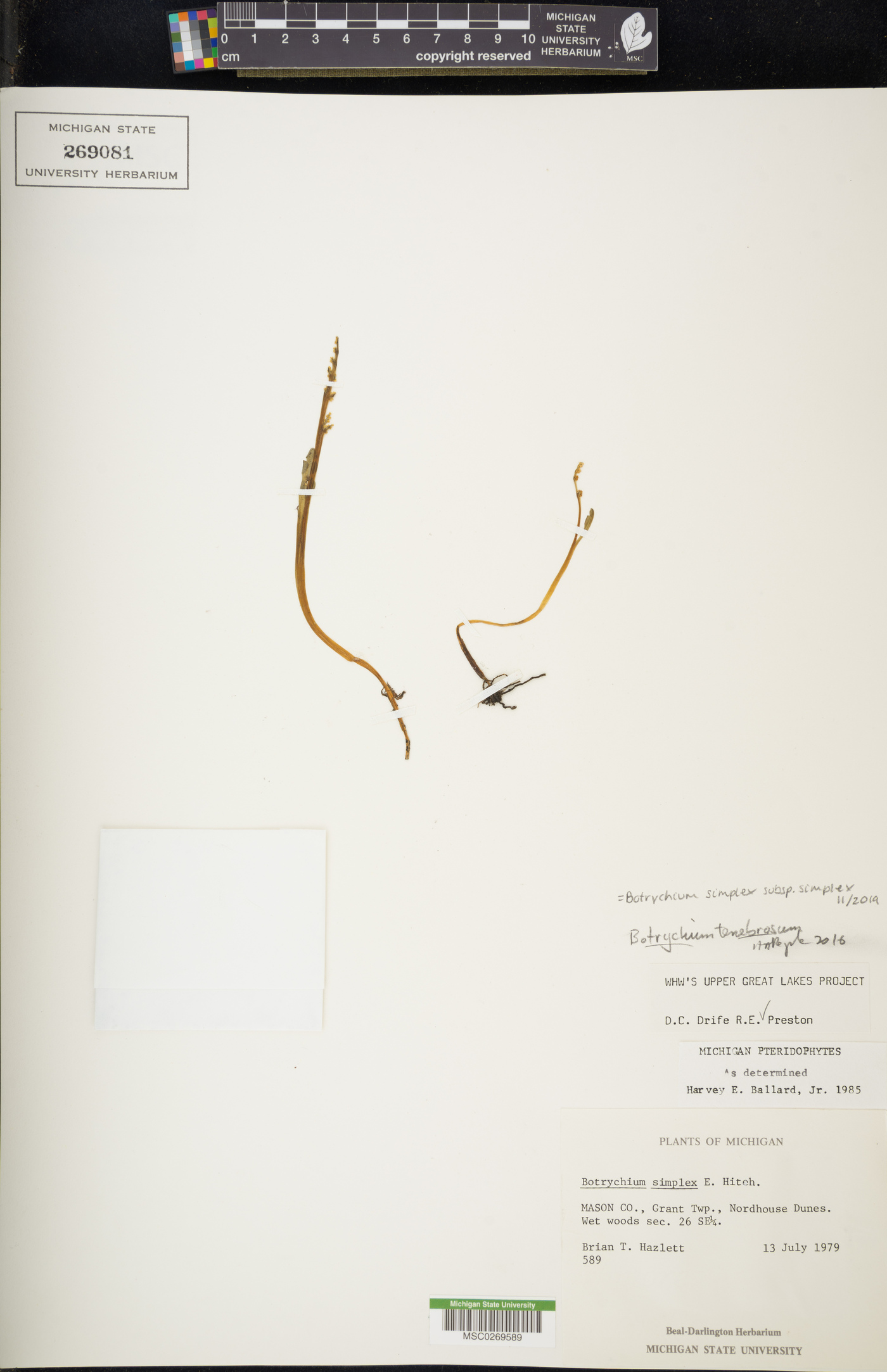 Botrychium simplex subsp. simplex image