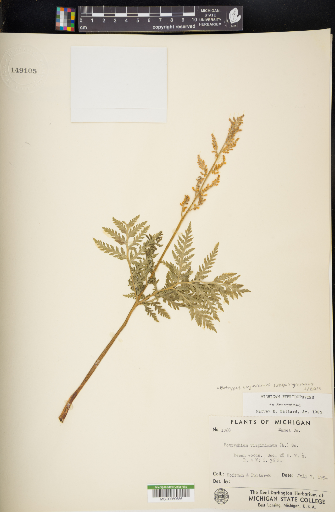 Botrypus virginianus subsp. virginianus image