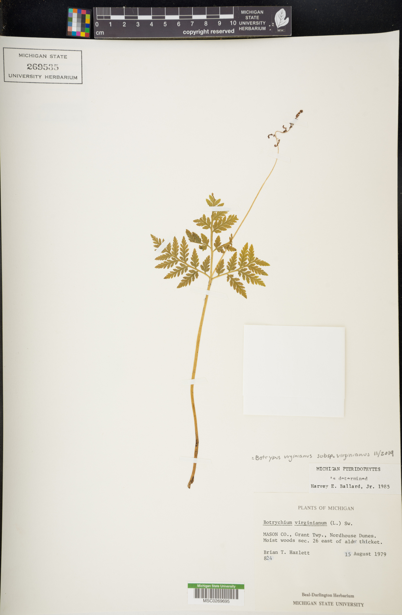 Botrypus virginianus subsp. virginianus image