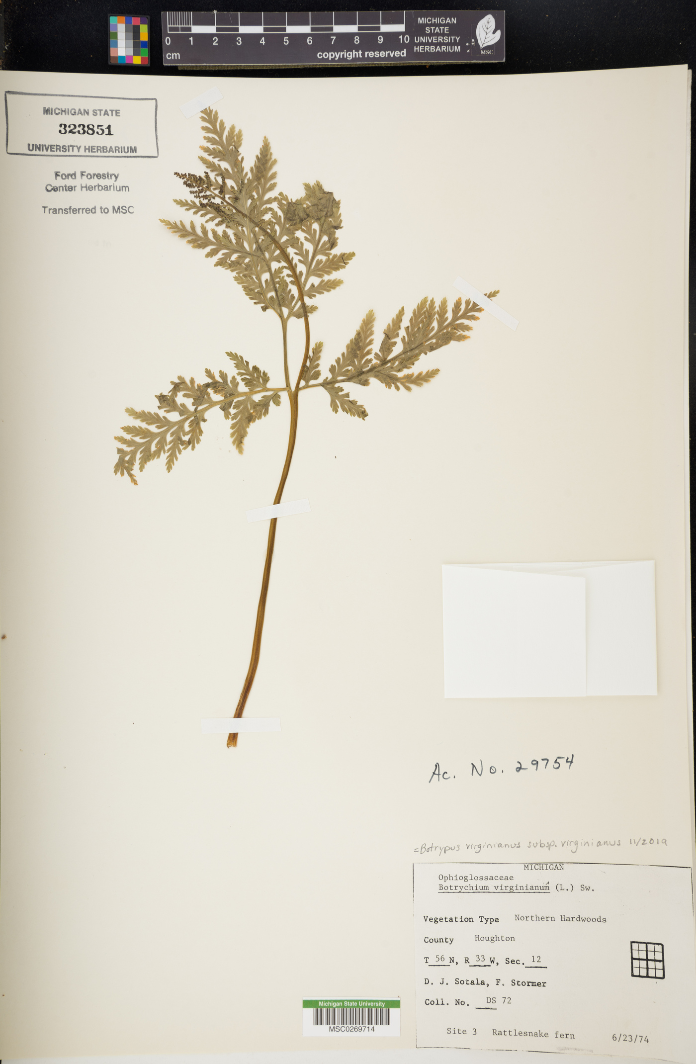 Botrypus virginianus subsp. virginianus image