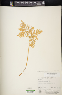 Botrypus virginianus subsp. virginianus image