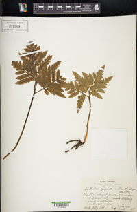 Sceptridium japonicum image