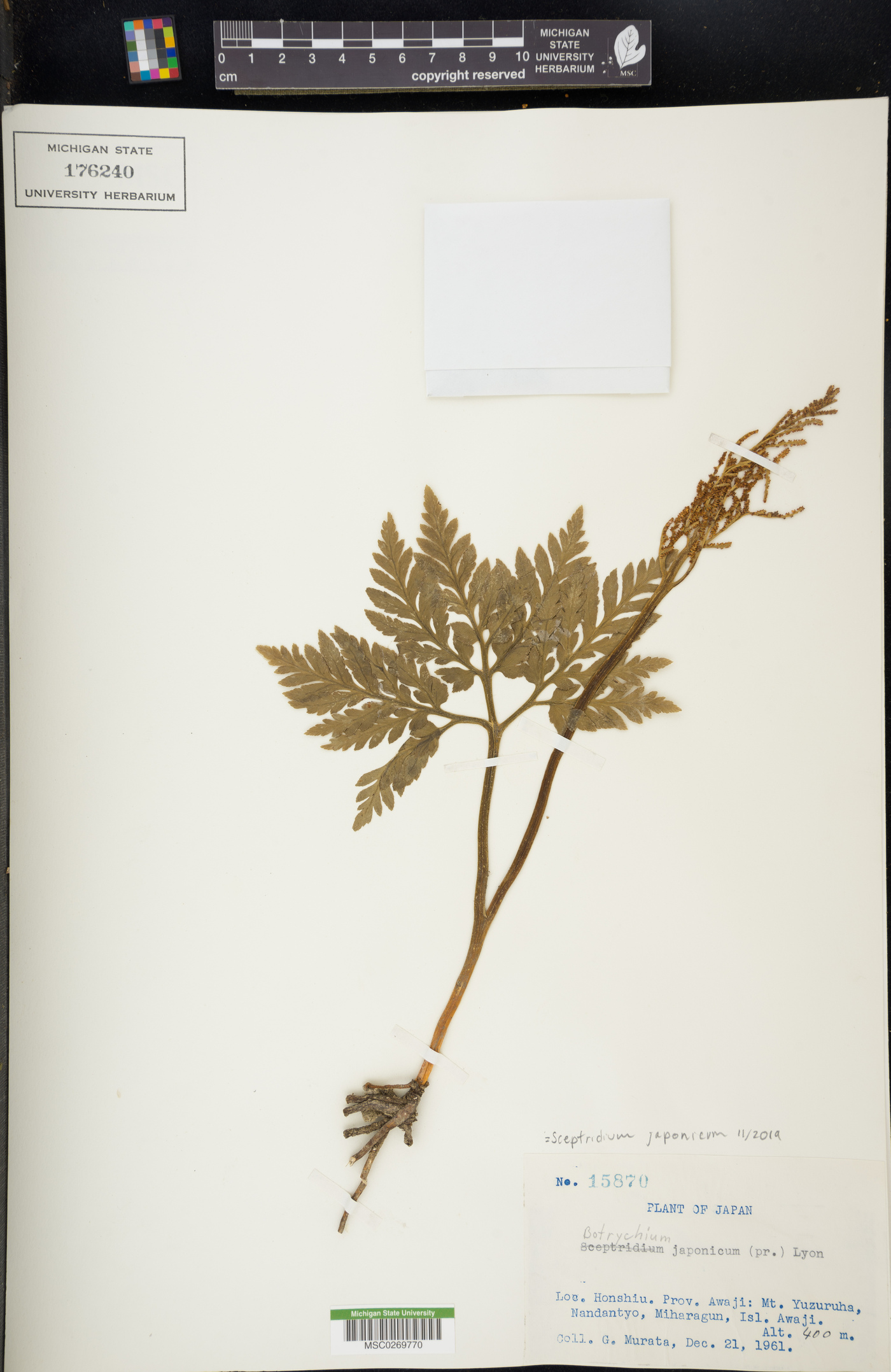 Sceptridium japonicum image