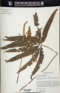 Helminthostachys zeylanica image