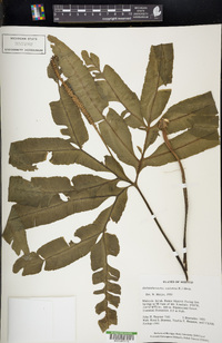 Helminthostachys zeylanica image