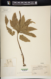 Helminthostachys zeylanica image