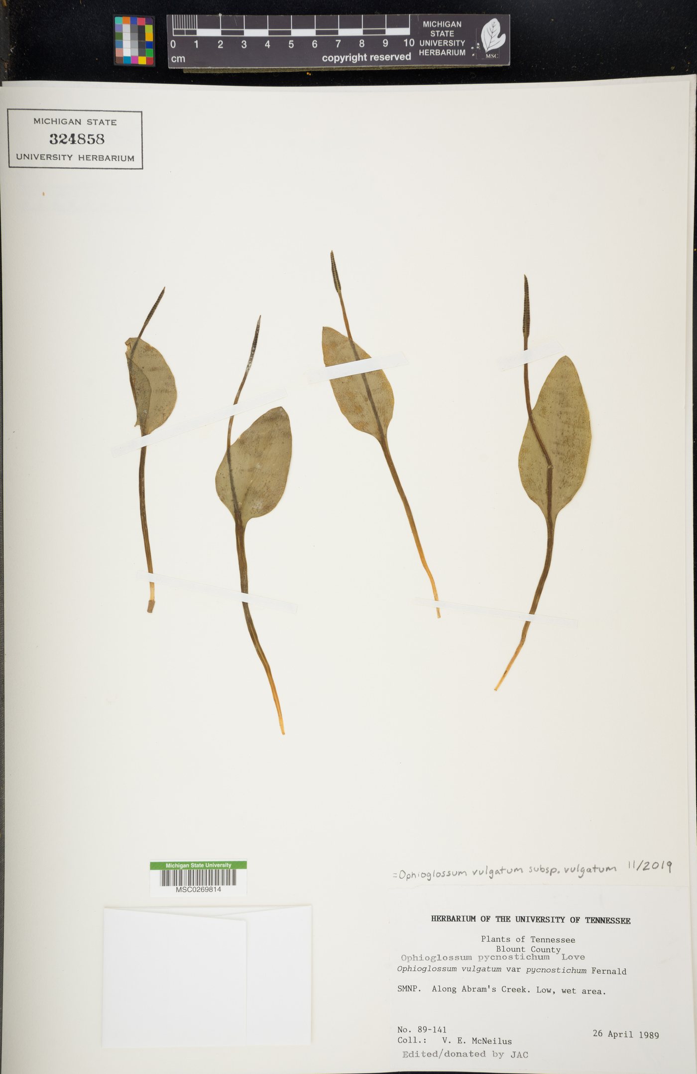 Ophioglossum vulgatum subsp. vulgatum image