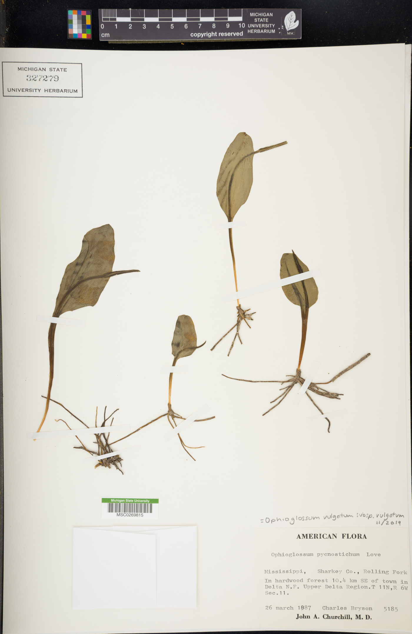 Ophioglossum vulgatum subsp. vulgatum image