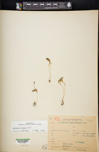 Ophioglossum crotalophoroides image