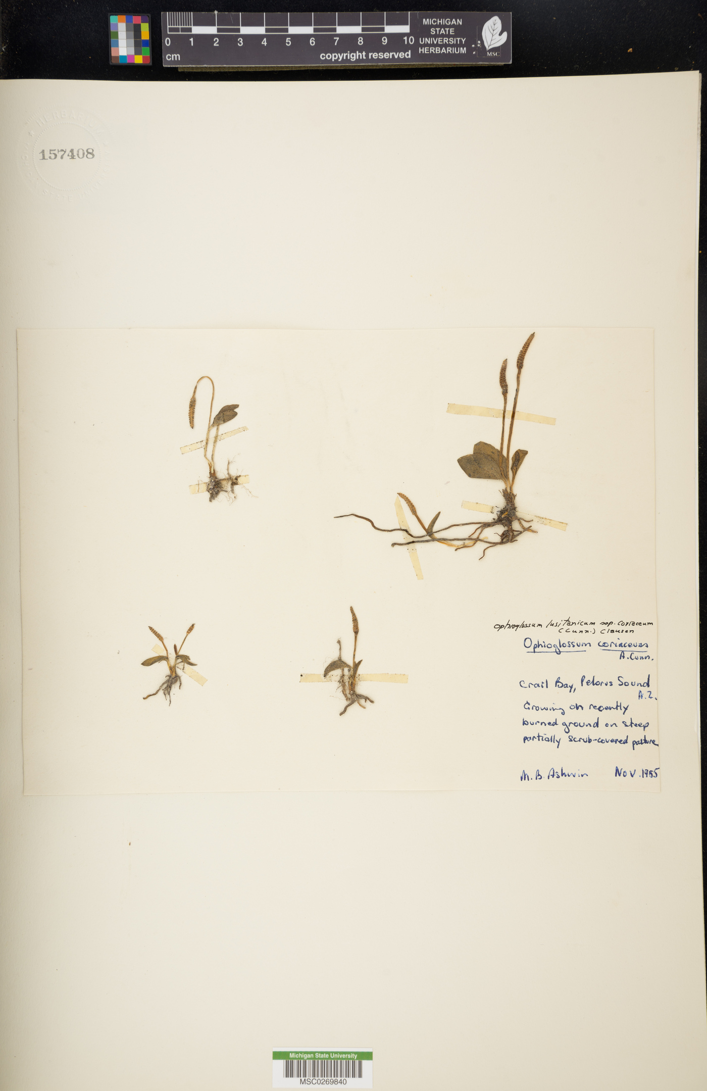 Ophioglossum lusitanicum image