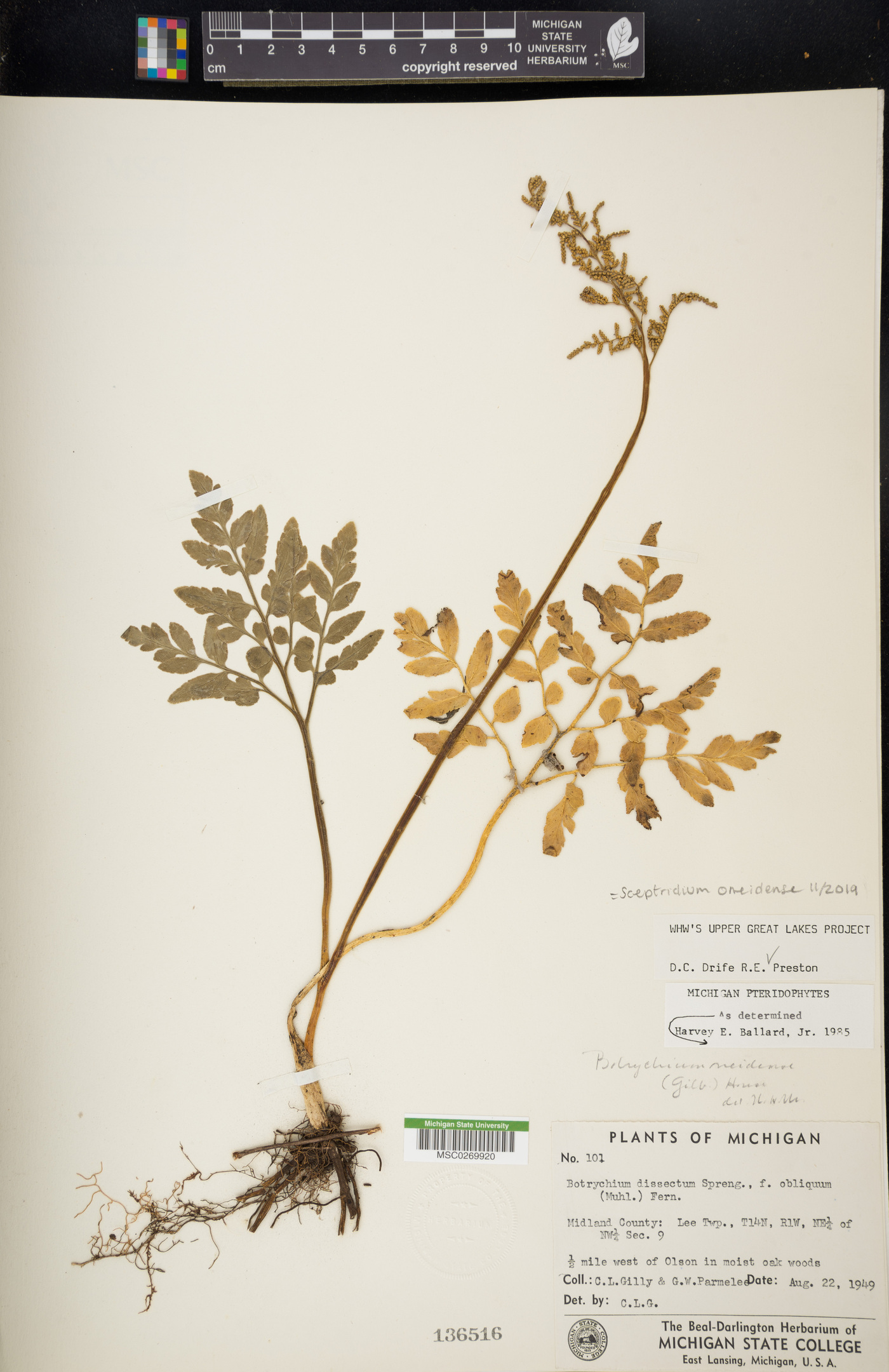 Sceptridium oneidense image