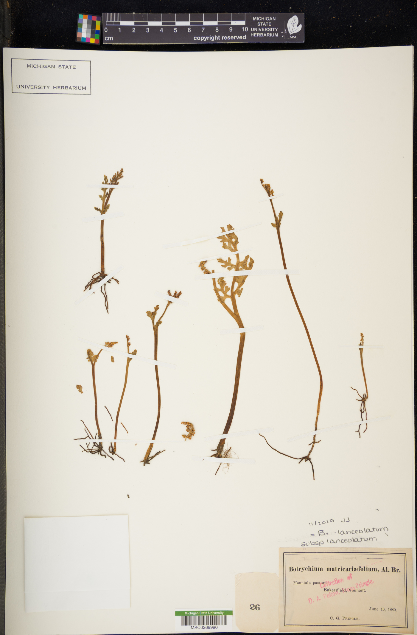 Botrychium lanceolatum subsp. lanceolatum image