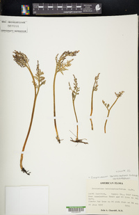 Botrychium lanceolatum subsp. lanceolatum image