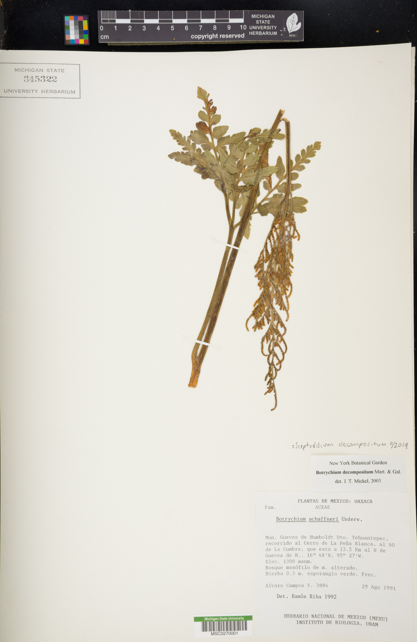 Sceptridium decompositum image